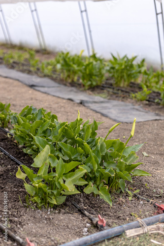 Greenhouse with white kalla flowers. Agriculture concept with flowers growing.