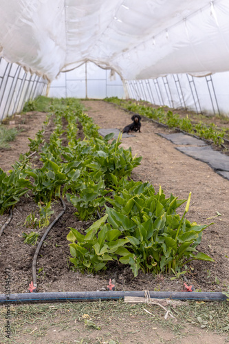 Greenhouse with white kalla flowers. Agriculture concept with flowers growing. photo