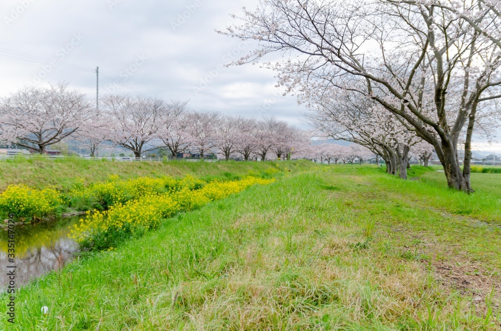 川沿いの桜並木