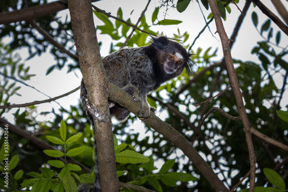 Fototapeta premium Sagui monkey