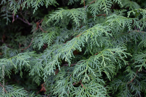 A close-up photo of the Chinese thuja leaves  whose Latin name is thuja sutchuenensis. Close up.