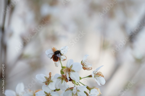 A Bumblebee (Bombus) on cherry blossoms