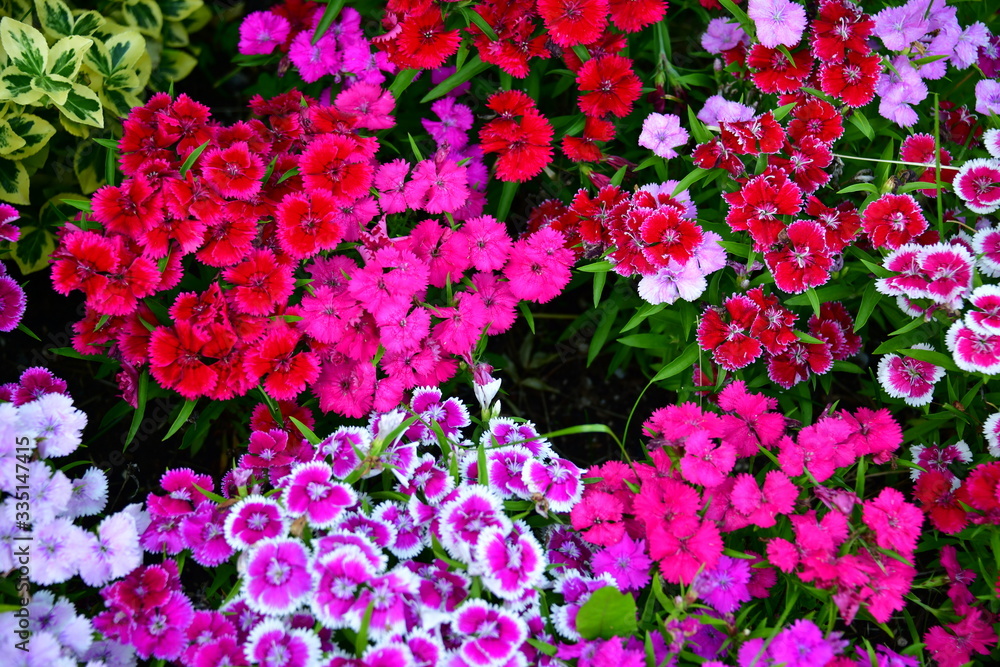 Fototapeta premium Flowers Pink
