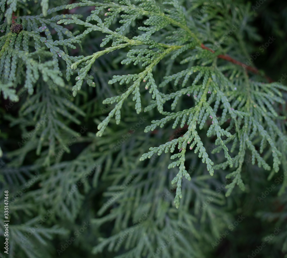 A close-up photo of the Chinese thuja leaves, whose Latin name is thuja sutchuenensis. Close up. A close-up photo of the Chinese thuja leaves, whose Latin name is thuja sutchuenensis. Close up.