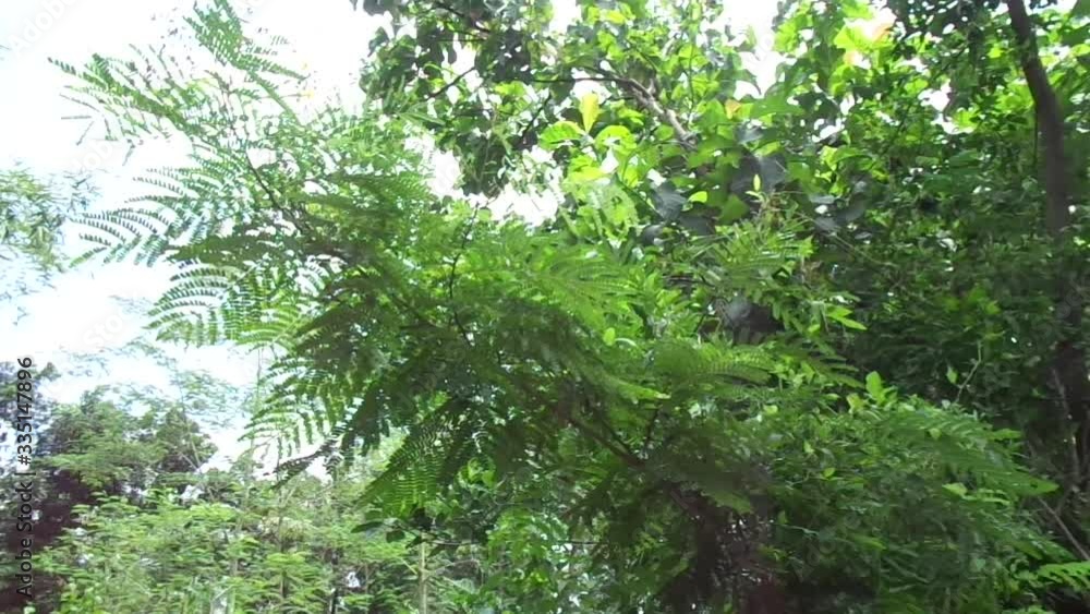 Biancaea sappan (Caesalpinia sappan L., sappanwood, secang, sepang, Indian redwood) with natural background. This plant in Indonesia is used as drink and herbal medicine.