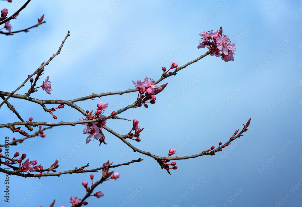 Cherry flowers in spring, cherry blossom tree, romantic concept. Cherry flowers in spring, cherry blossom tree, romantic concept.