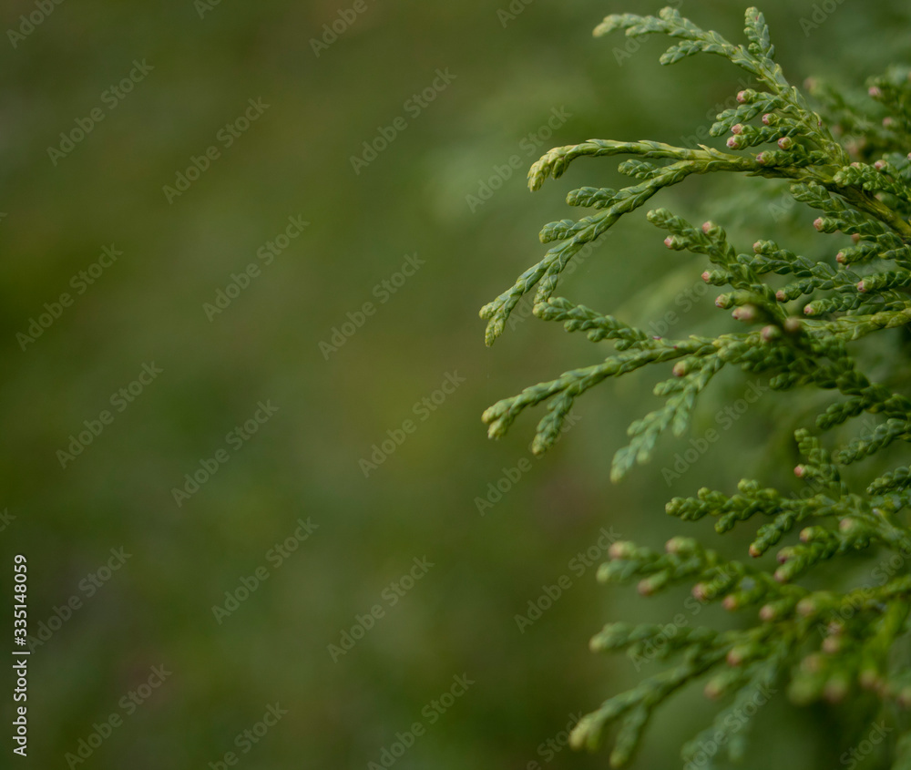 A close-up photo of the Chinese thuja leaves, whose Latin name is thuja sutchuenensis. Close up.