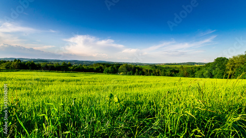 Meadow in southern Poland