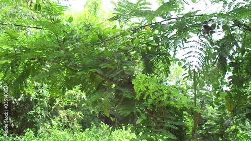 Biancaea sappan (Caesalpinia sappan L., sappanwood, secang, sepang, Indian redwood) with natural background. This plant in Indonesia is used as drink and herbal medicine. photo