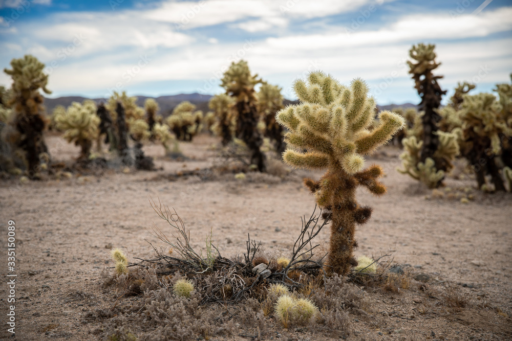 Jumping Cholla Cactus in Joshua Tree Jumping Cholla Cactus in Joshua Tree