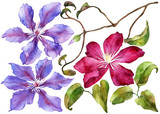 Set of clematis flowers on isolated white background, watercolor illustration, botanical painting, hand drawing. Stock illustration.