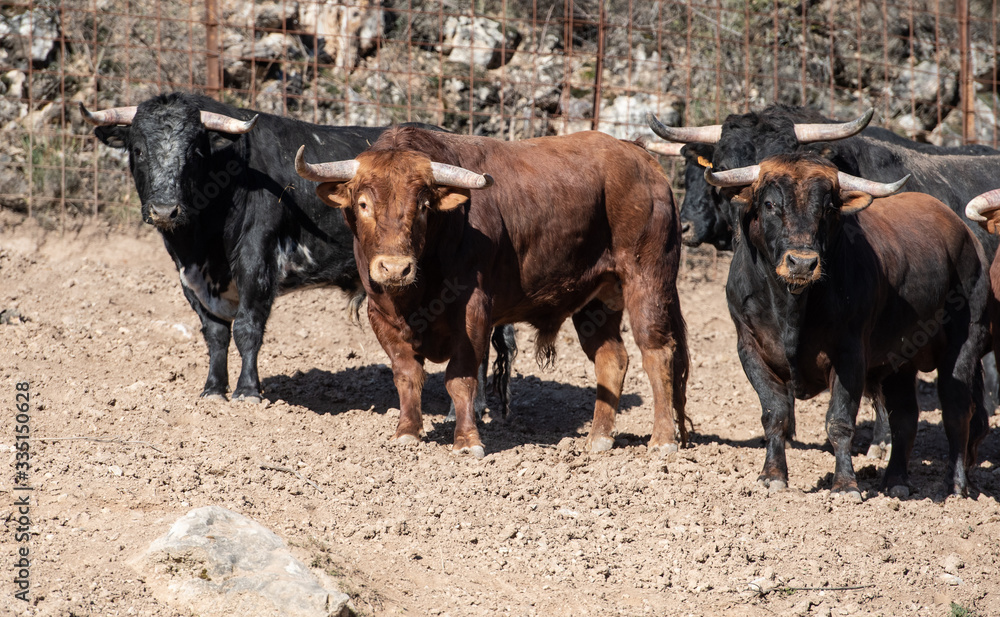 Muchos toros juntos en el campo Muchos toros juntos en el campo