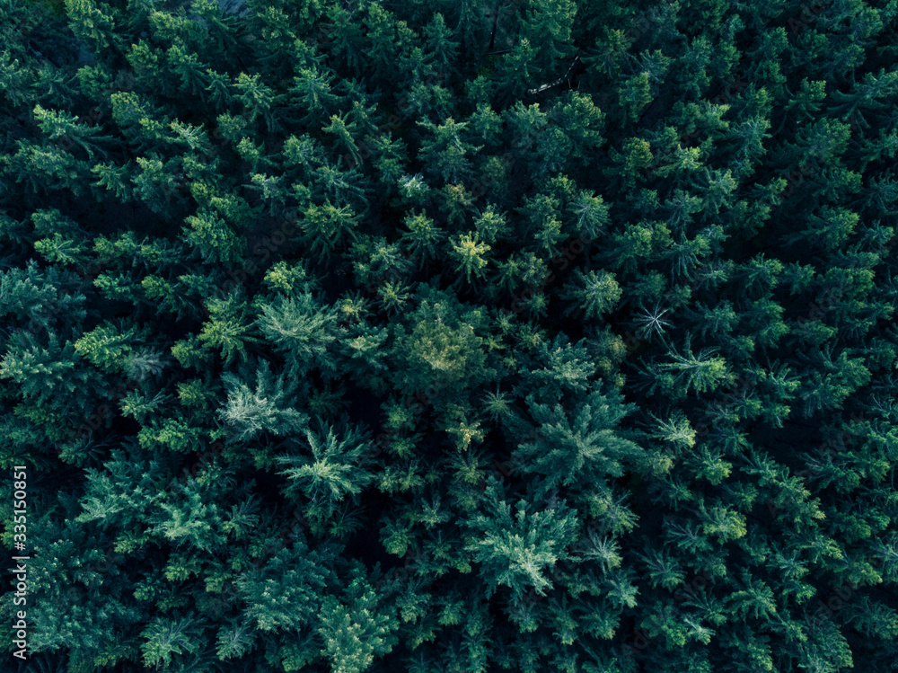 Aerial Overhead View of Forest Tree tops in super rich Dark Green color