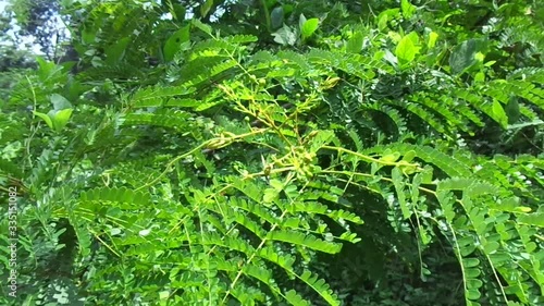 Biancaea sappan (Caesalpinia sappan L., sappanwood, secang, sepang, Indian redwood) with natural background. This plant in Indonesia is used as drink and herbal medicine. photo