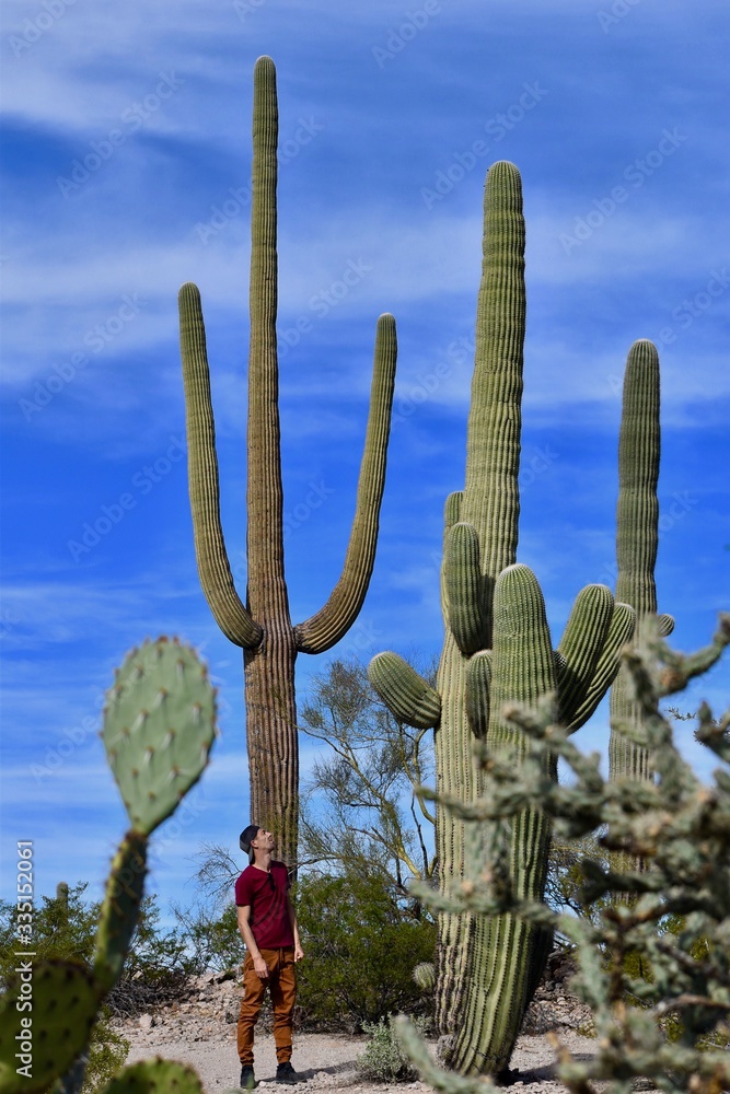 cactus géant