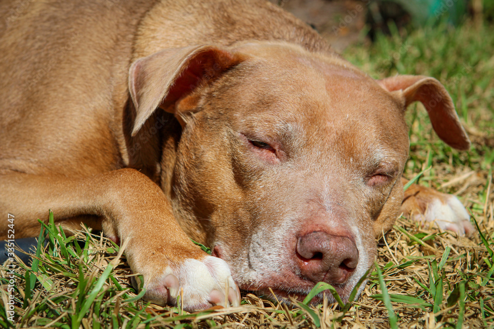 Senior dog sleeping in the Grass / Pit Bull 