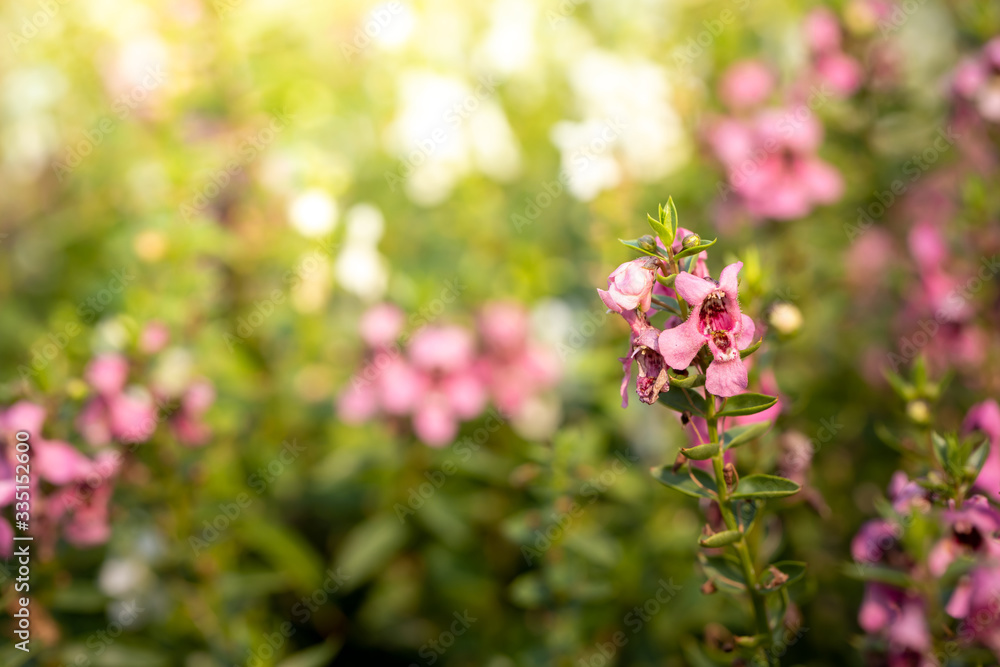 The background image of the colorful flowers The background image of the colorful flowers