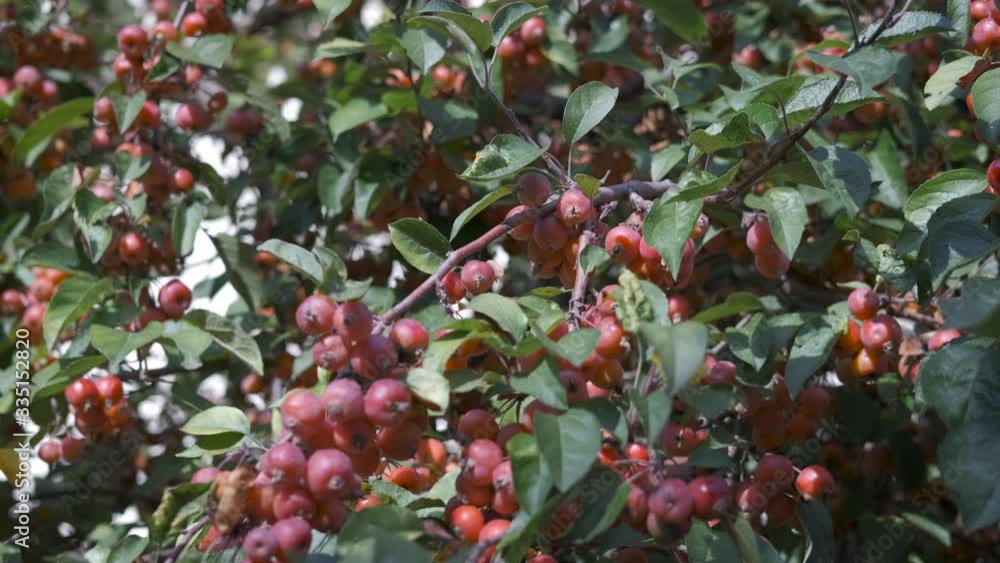 Red rowan berries. Red rowan berries.
