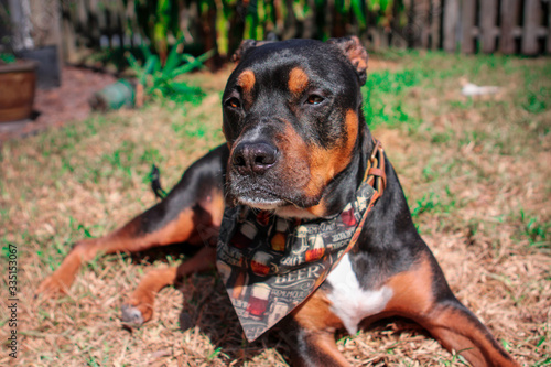 Dog laying in the grass