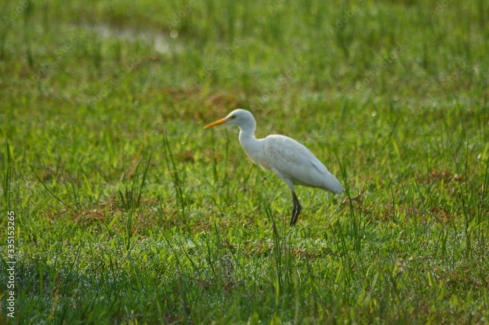 great blue heron in the grass,white heron on grass with blurred background on paddy field hunting. great blue heron in the grass,white heron on grass with blurred background on paddy field hunting.