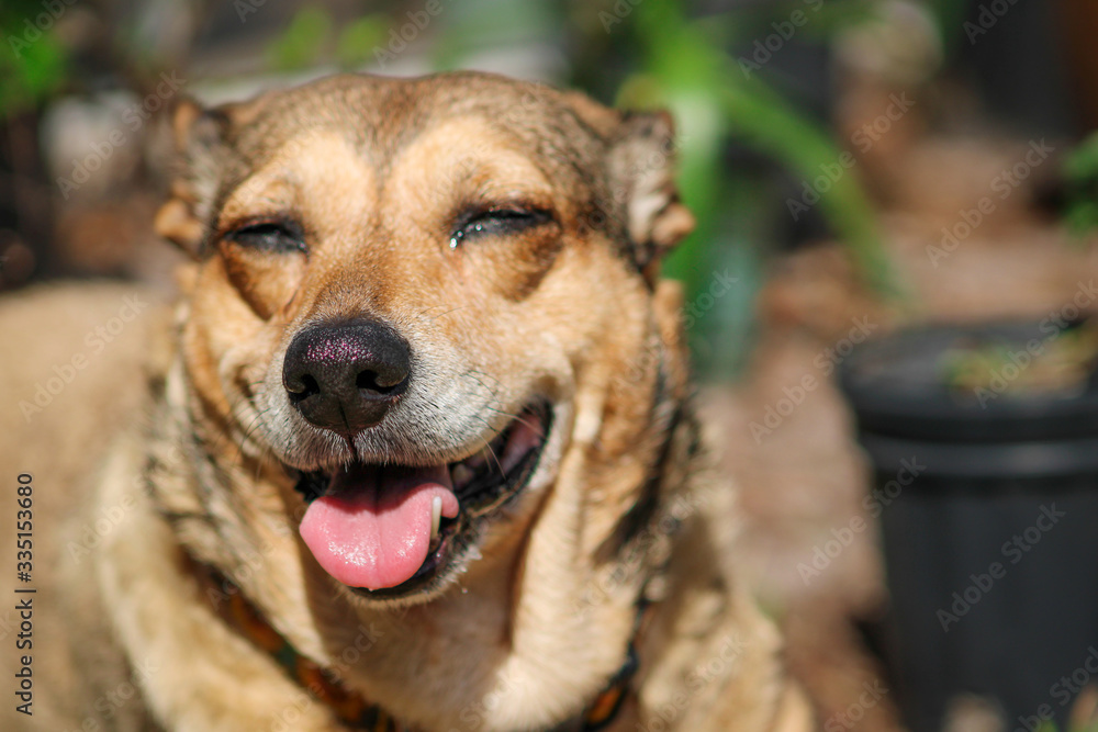 Smiling dog Smiling dog