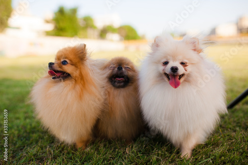 three Zverg Spitz Pomeranian puppies sitting on grass © Nikola Spasenoski