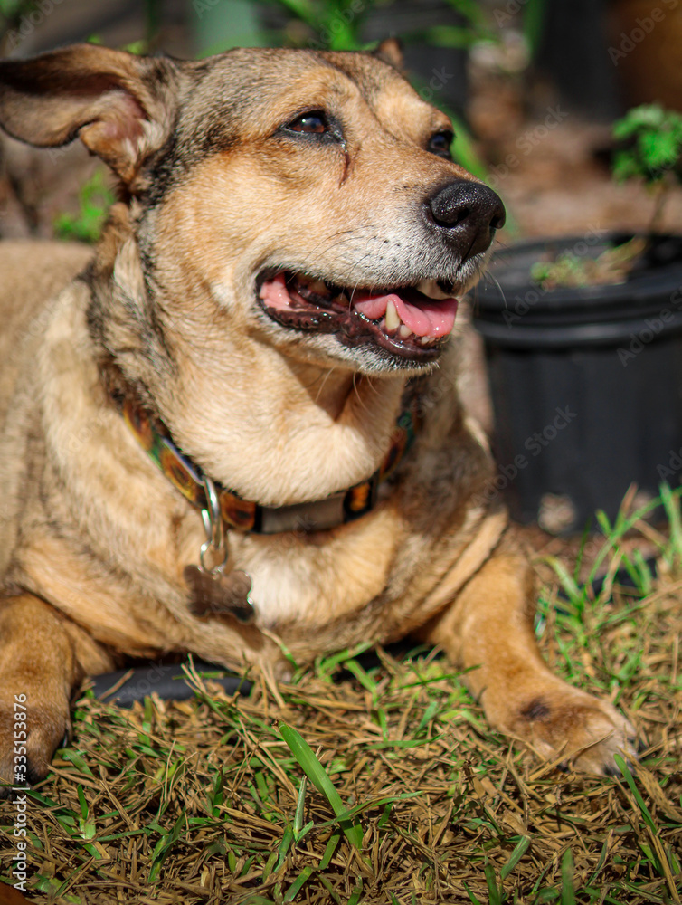 Happy brown dog laying in the grass Happy brown dog laying in the grass