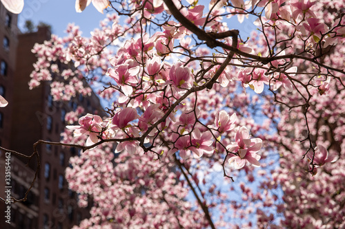 Backlit magnolia blossoms 