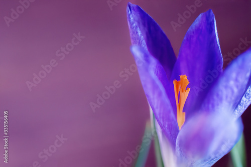 macro photo of a purple spring Crocus flower on a purple background