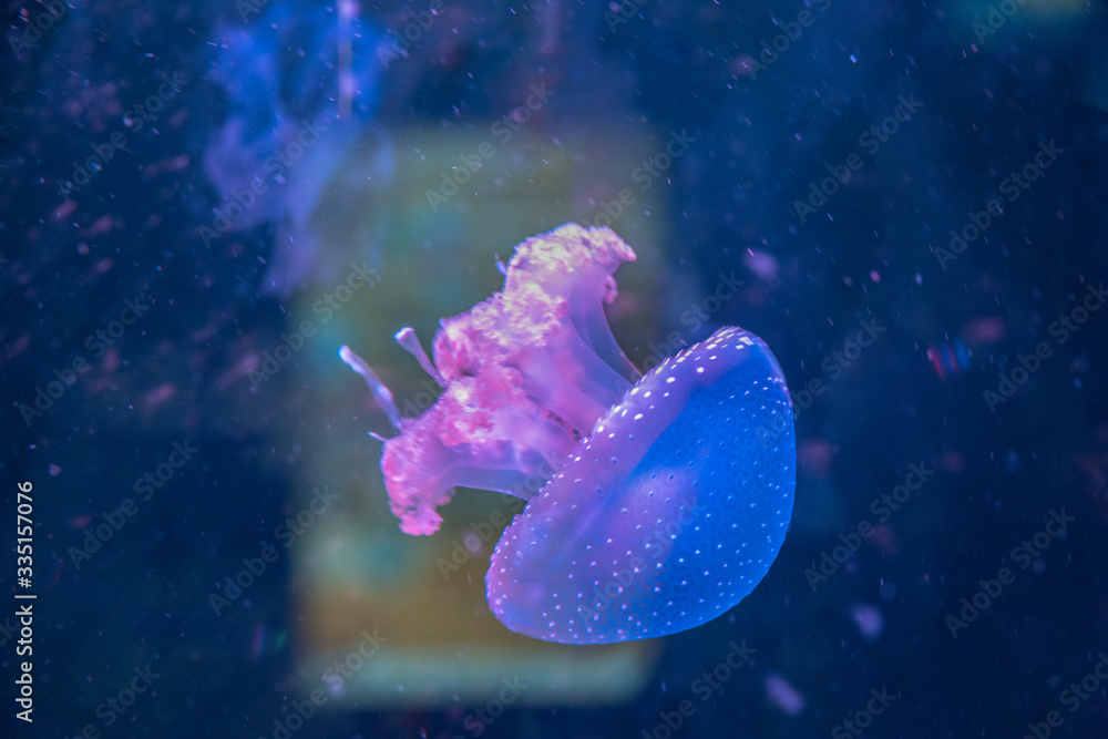 Obraz premium jellyfish in aquarium