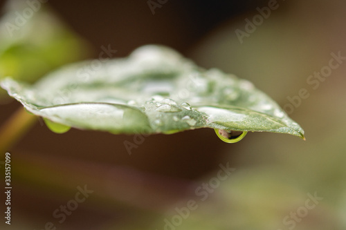 green leaf with dew drops
