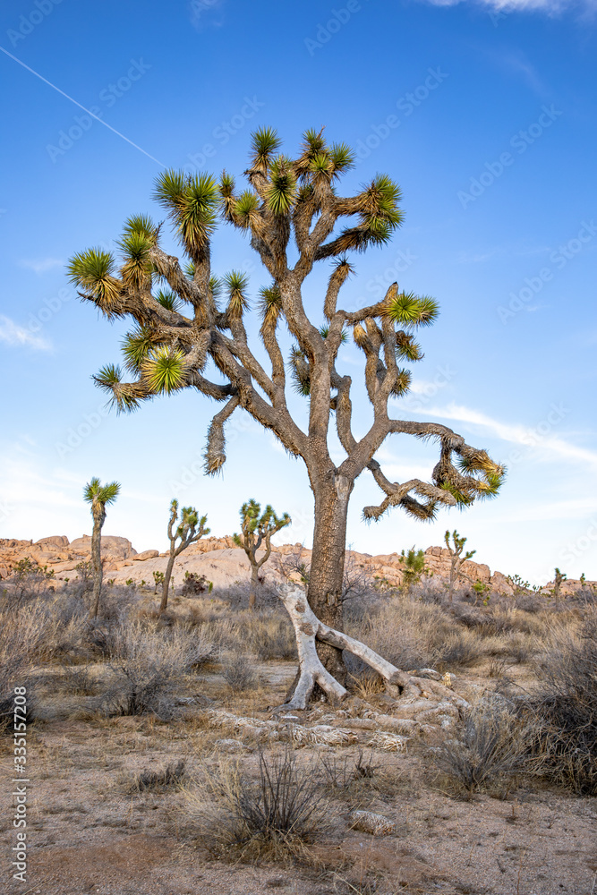 Joshua Trees in the deserts of California Joshua Trees in the deserts of California