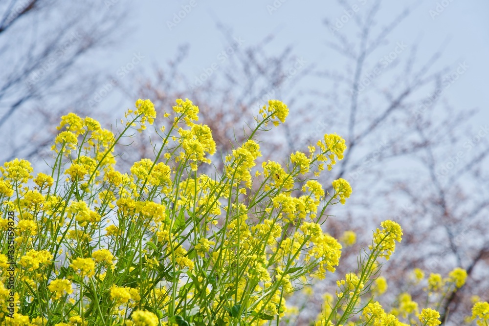 生命力のある菜の花