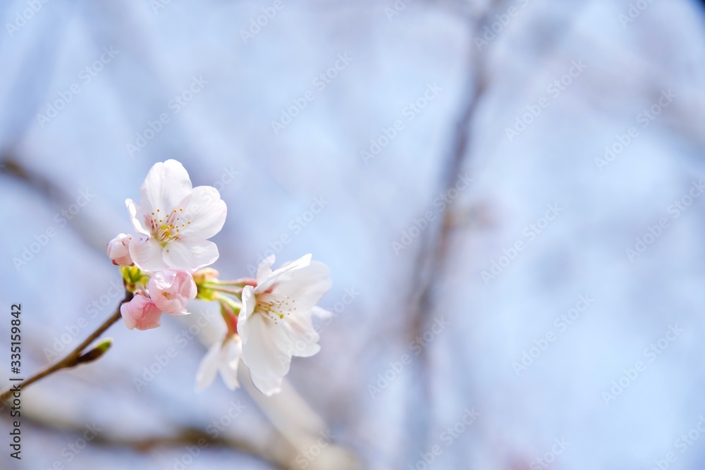 五分咲きの桜　コピースペース