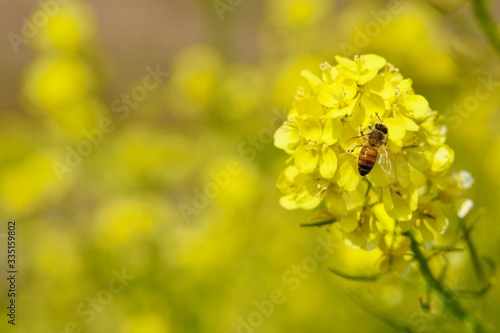 菜の花畑に蜂　コピースペース © mina