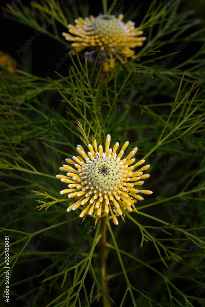 Isopogon Anethifolius flower in the forest Isopogon Anethifolius flower in the forest