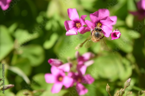 bee on pink flower © RC stockphotogt