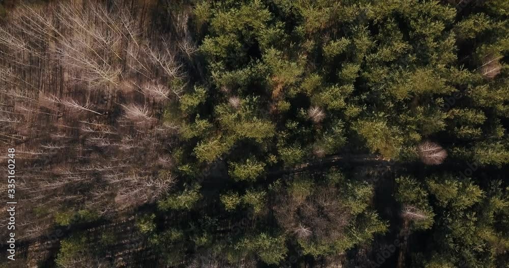 Aerial view of a lush green forest or woodland Aerial view of a lush green forest or woodland