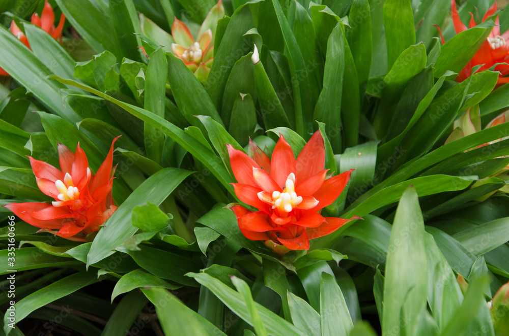 Beautiful red flowers and leaves of bromeliad Beautiful red flowers and leaves of bromeliad