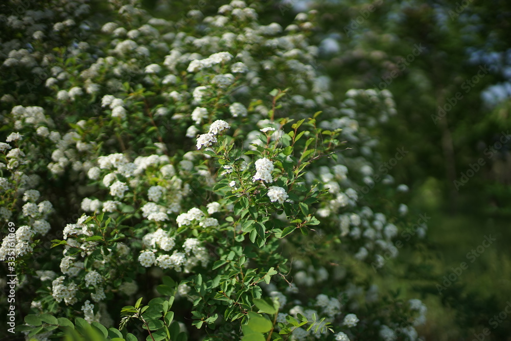 Bush cherry in bloom with small white flowers grown in the spring park. Bush cherry in bloom with small white flowers grown in the spring park.