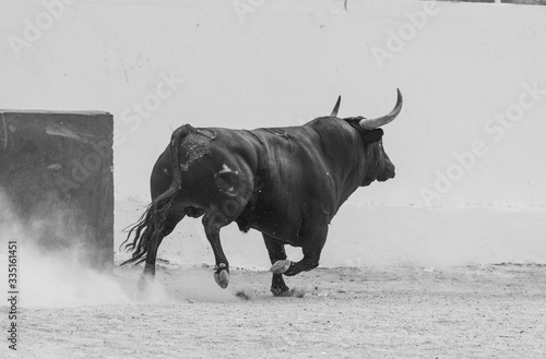 Un toro corriendo visto de espaldas  photo