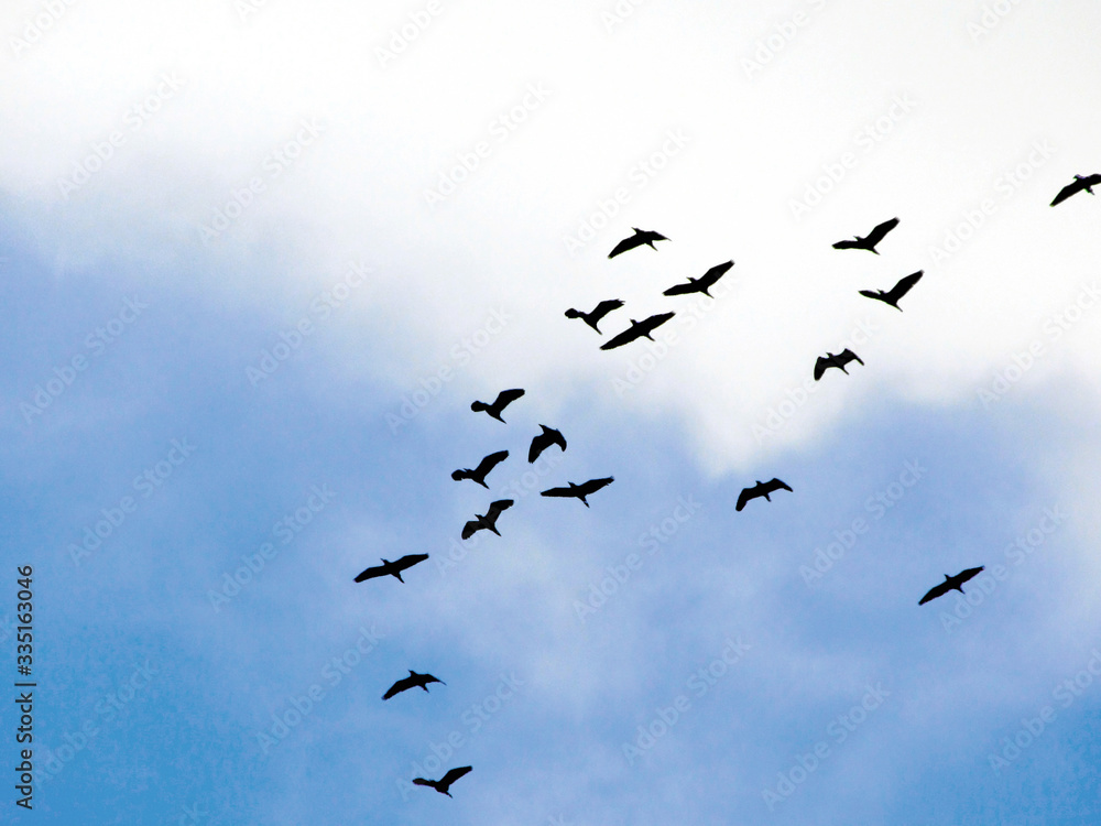 birds in flight