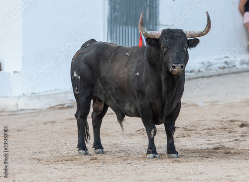 Un toro negro con una anilla el cuerno