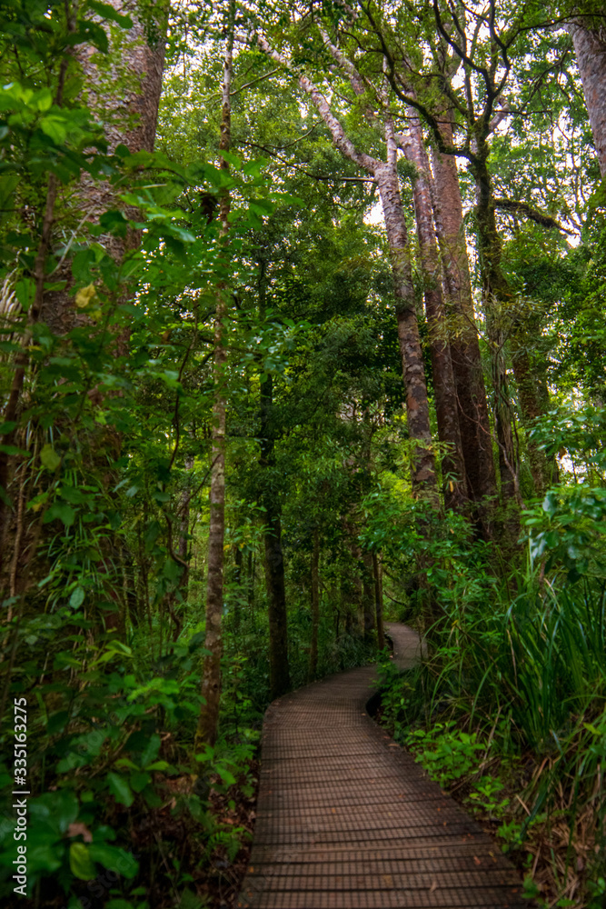 Kauri forest and the oldest trees in New Zealand Stock Photo Adobe Stock