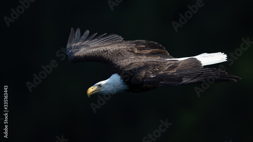 Bald Eagle Aproach 