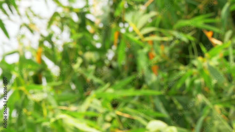 Blurry defocused of tropical green waving bamboo tree branch blowing in wind natural relax background concept with sunlight, abstract and bokeh. 4K Slow Motion 29.97 fps Blurry defocused of tropical green waving bamboo tree branch blowing in wind natural relax background concept with sunlight, abstract and bokeh. 4K Slow Motion 29.97 fps
