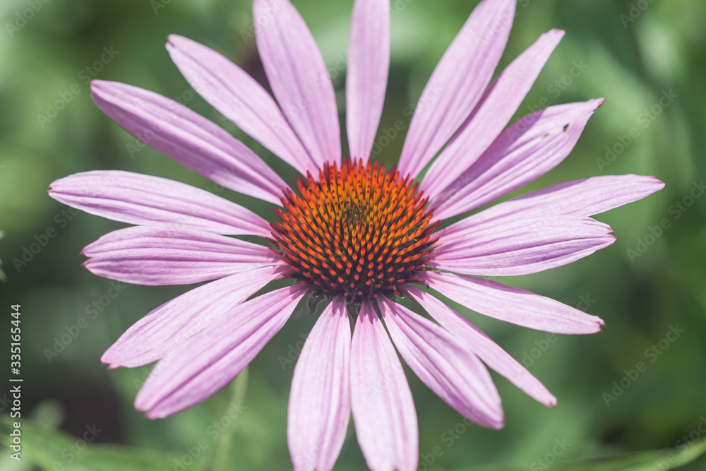 Blossoms of coneflowers (echinacea) in pink, yellow and orange Blossoms of coneflowers (echinacea) in pink, yellow and orange