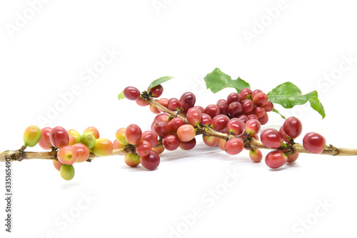 Coffee berries and leaves green on branch on white background.