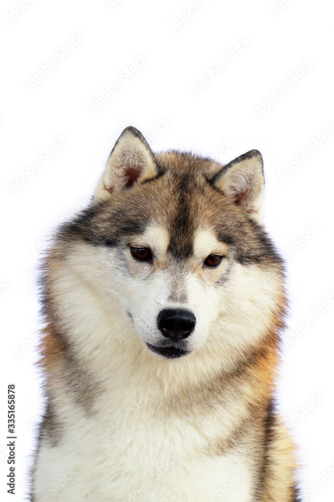 Siberian Husky dog  grey and white colours portrait with white background.