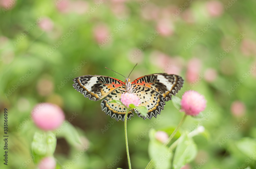 Obraz premium butterfly on flower